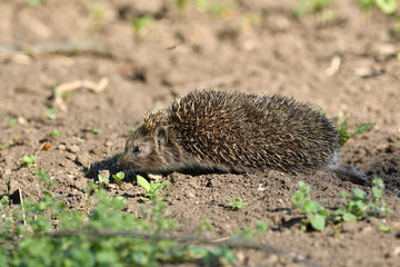 portrait of hedgehog in the field grass 