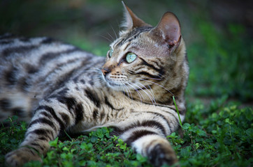 Wall Mural - Closeup portrait of the head of a tabby bengal cat