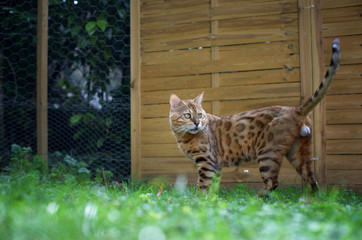 Wall Mural - A male adult bengal cat is standing in the garden