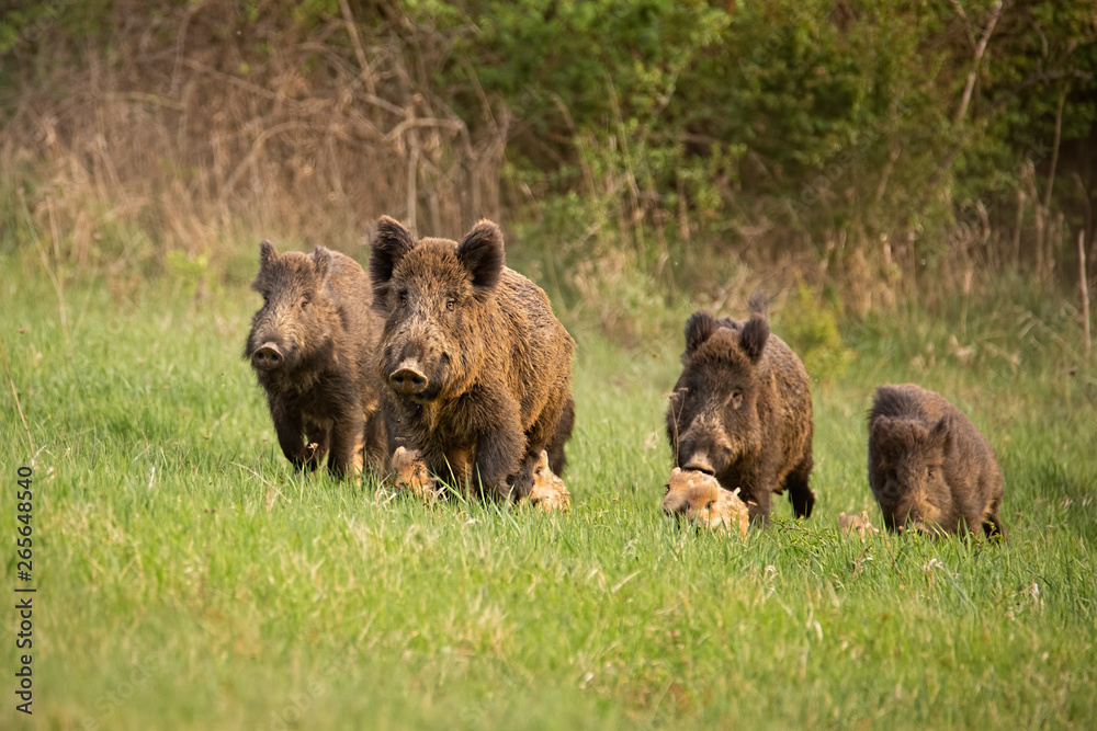 Group of wild boars, sus scrofa, running in spring nature. Action wildlife scenery of a family with small piglets moving fast forward to escape from danger. - obrazy, fototapety, plakaty 