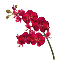 Red Orchid Flowers (Phalaenopsis). Realistic Vector Illustration On White Background.