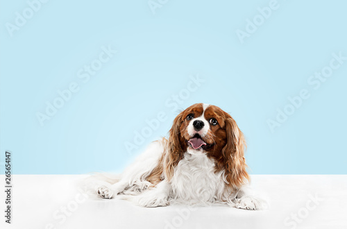 Fotomural Spaniel puppy playing in studio