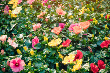 Beautiful of colorful hibiscus flowers in public garden at Ho Chi Minh City, Vietnam.