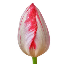 Red White Tulip Flower Isolated On A White Background With Clipping Path. Close-up. Flower Bud On A Green Stem.