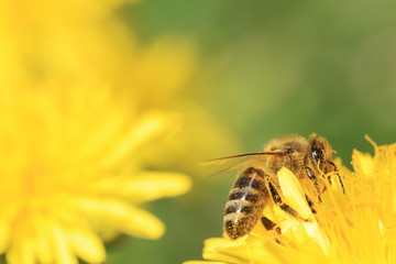 bee on a yellow flower