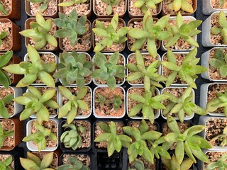 Close up Group of green plant for background or natural concept