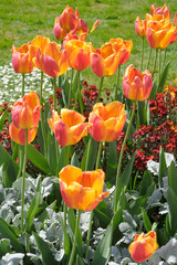 Poster - tulipes du jardin