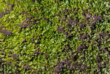 Grass Cover In The City Park. Early Spring Herbs On The Ground