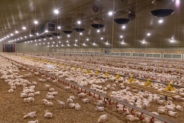 Small chickens in a hatchery