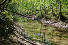 Rock Covered River Bed In Forest With Low Water Level