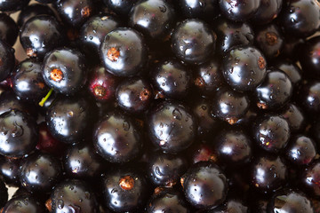 Wall Mural - Black currants. Ripe berries of black currant