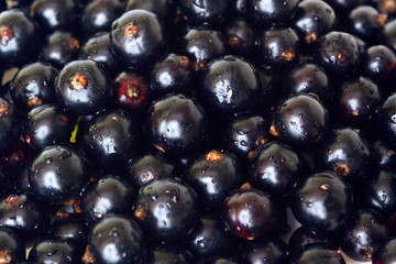 Wall Mural - berries black currant, natural background for design