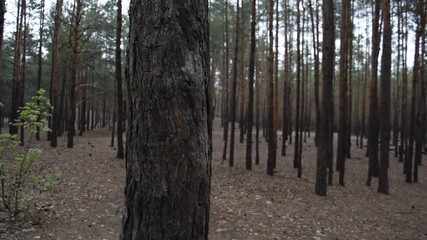 Wall Mural - Fabulous beautiful spring pine forest.