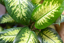 Beautiful Huge Leaves Of The Home Plant Dieffenbachia. Colorful Leaves On A Thick Green Stalk.