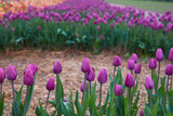 Fototapeta  - Colorful field with blooming tulips in different colors. Holland tulips bloom in an orangery in spring season.