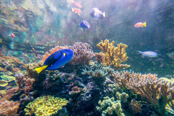 Wonderful and beautiful underwater world with corals and tropical fish.