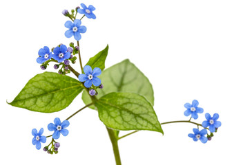 Blue flower of brunnera,  forget-me-not, myosotis, isolated on a white background