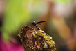 © sergio - Wasp