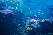 Variety Of Colorful Fish Swimming In Aquarium