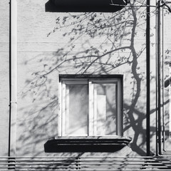 Aufkleber - Window frame building with Tree branch Silhouette shadow Silhouette Architecture Abstract background
