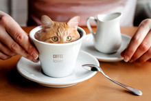 The Cat In The Coffee Cup Creative Concept. A Lover Of Morning Coffee, Drawing On A Cappuccino. Red Cat Hiding In A Cup. Hide And Seek Game