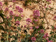 Centranthus ruber - Centranthes à fleurs roses des sols rocailleux des garrigues de Provence