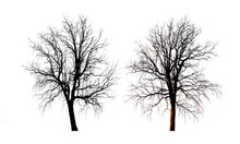 Silhouettes Bare Tree Isolated On White Background