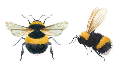 watercolor bumblebee illustrations