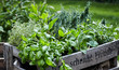 Leinwandbild Motiv Assorted fresh herbs growing in pots