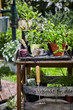 Garden work table with potted culinary herbs