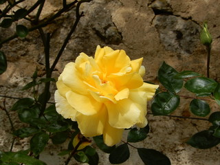 Sticker - Rose jaune