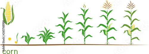 Cuadros en Lienzo Life cycle of corn (maize) plant