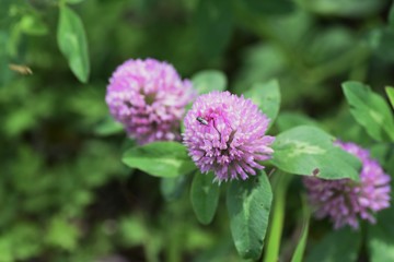 Poster - Red clover flowers