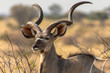Portrait of al kudu with beautiful horns in Etosha National Park in Namibia