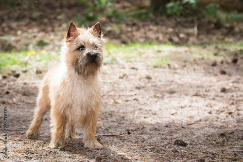 red cairn terrier