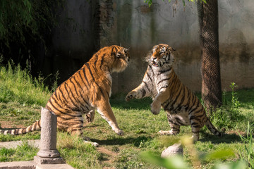 two tigers fight in a zoo in italy