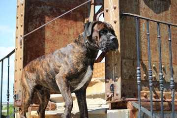 Wall Mural - chien cane corso