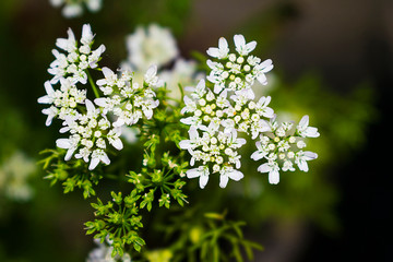 a close up of coriander flowers in a garden with blurred background.