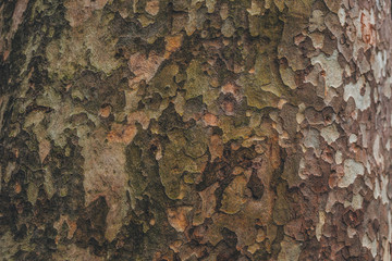 Wall Mural - texture of bark of tree