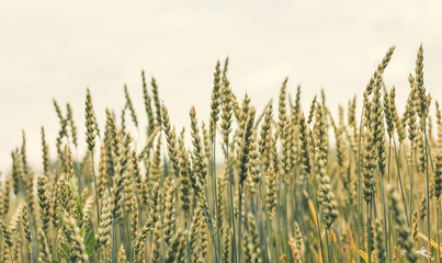 full of ripe grains, golden ears of wheat or rye close up on a blue sky background.