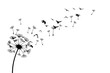 Dandelion with flying birds and seeds. Vector isolated decoration element from scattered silhouettes. Conceptual illustration of freedom and serenity.