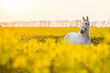 Pferd hübscher Schimmel im Raps gelbe Blüte im Sonnenuntergang