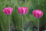 Fototapeta Tulipany - Pink tulips garden area