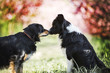 Hunde Boarder Collie in der Kirschblüte Begegnung mit einem anderen Hund beschnuppern und hallo sagen