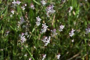 Canvas Print - Small-flower catchfly (Silene gallica)