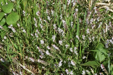 Canvas Print - Small-flower catchfly (Silene gallica)