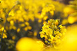 Landscape, yellow rapeseed field, close up. Spring, summer background.