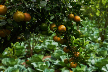 Natural food. Healthy eating, bio and organic food. Ripe juicy sweet orange mandarins on a tree in the orchard. Branch with fresh ripe tangerines and leaves. View of green garden. Selective focus.