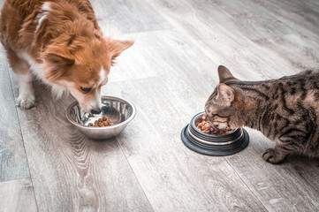 Wall Mural - dog and a cat are eating together from a bowl of food. Pet food concept