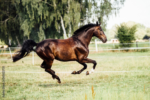 Cuadros en Lienzo Pferd im Galopp auf eine Wiese im Sommer